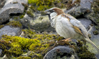 Wilde Tiere in der Stadt - Willkommen in der Nachbarschaft