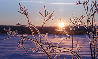 Winter's Hidden Wonders