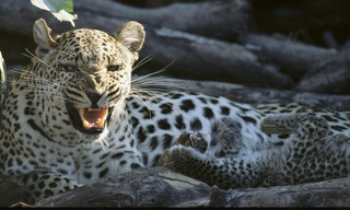 World's deadliest killers