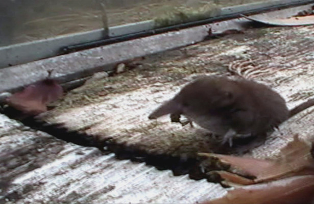 World's deadliest killer three