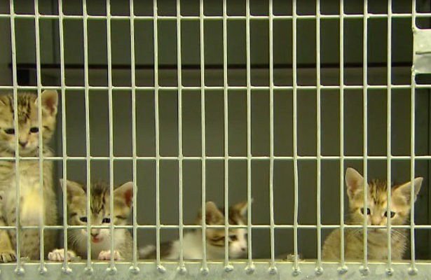 Poesjes in het asiel