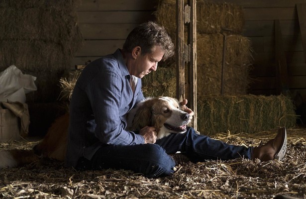 Still uit A Dog's Journey