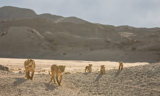 Desert Lions: Surviving At Skeleton Coast