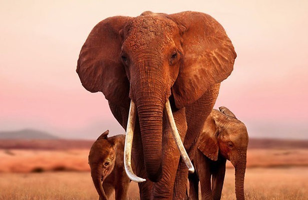 Apple TV+-tip: The elephant queen