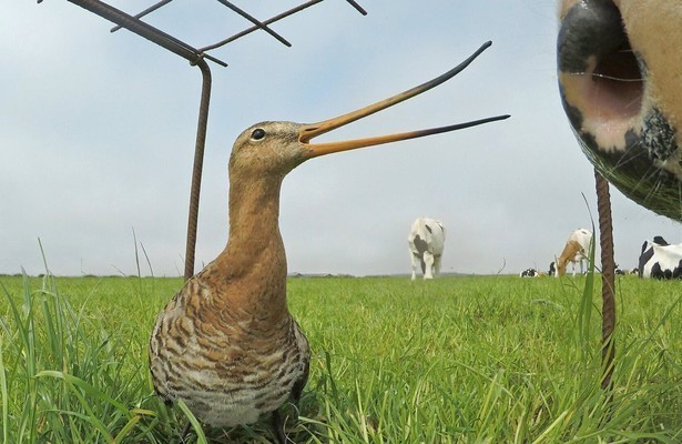 Grutto!, still uit driedelige documentaireserie