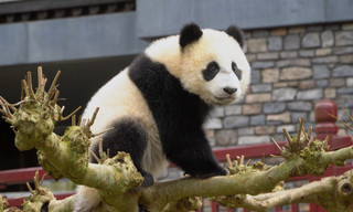 Het echte leven in de dierentuin