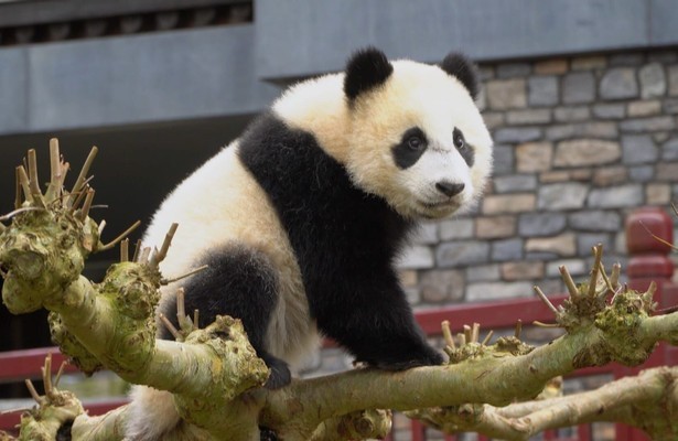 Reuzenpanda Wu Wen in Het Echte Leven in de Dierentuin