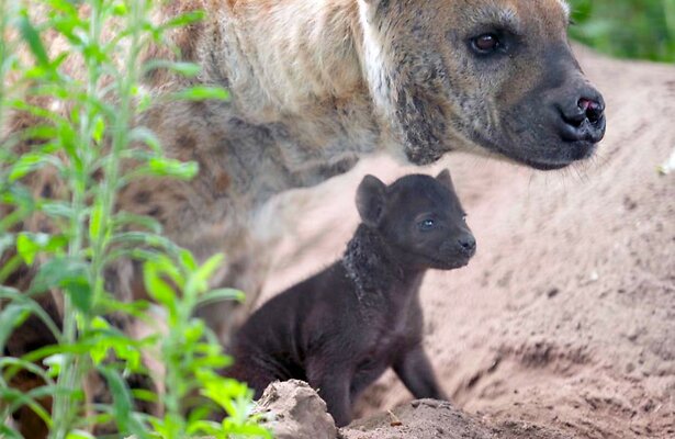 Hyena Kaidi met jong in Het Echte Leven in de Dierentuin