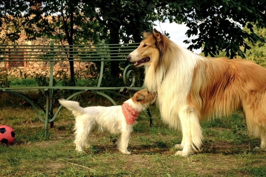 Lassie: Een nieuw avontuur