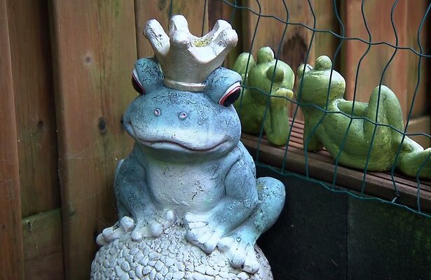 Burenruzie om kikkers.