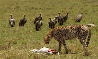 Serengeti speed queen