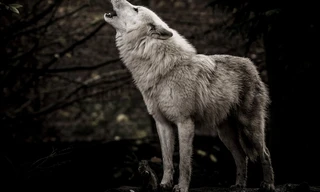 Valley Of The Wolves