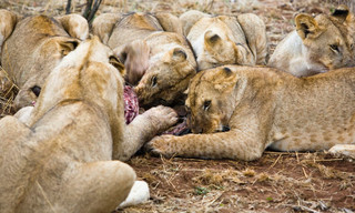 World's deadliest killers