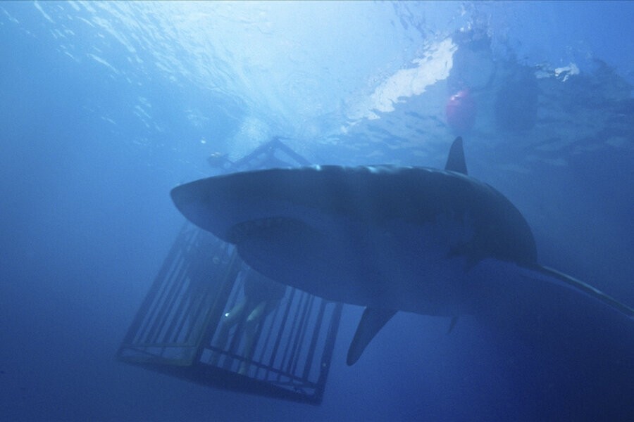 47 Meters Down
