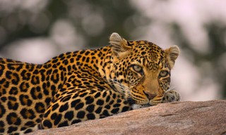 Afrikas Ikonen der Tierwelt