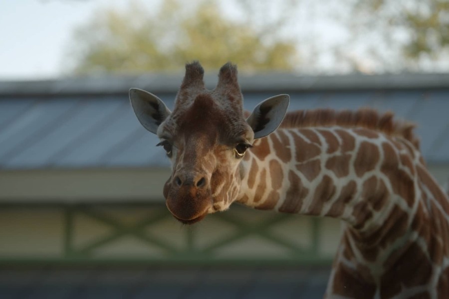 Bij ons in de Dierentuin