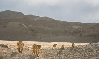 Desert Lions: Surviving At Skeleton Coast