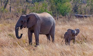 Die Elefanten der Victoriafälle