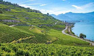 Die wunderbare Welt der Weine