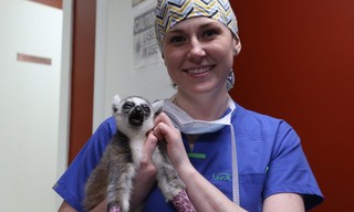 Dr. K's exotic animal ER