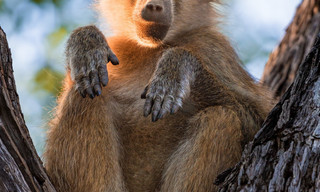 Earth's greatest spectacles