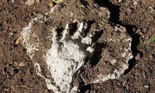 Extinct or Alive: The Tasmanian Tiger