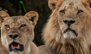 Grote katten, kleine wereld