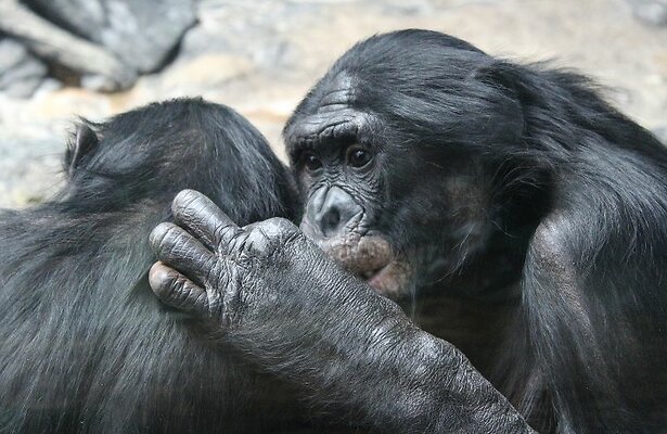 Bonobo's