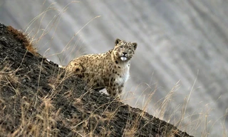Himalaja - Heimat der Schneeleoparden