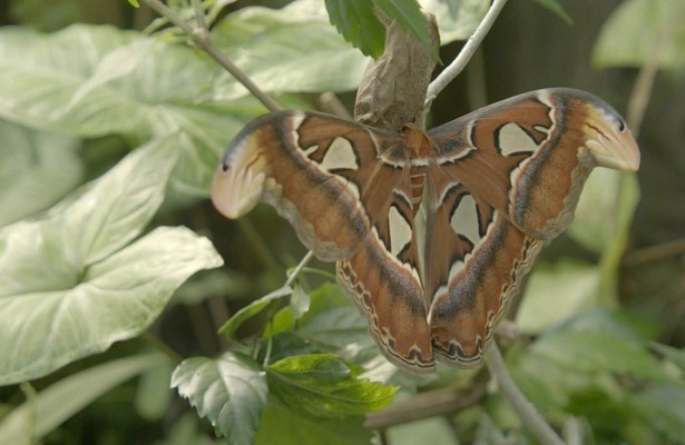 Apollo de atlasvlinder in Het Echte Leven in de Dierentuin