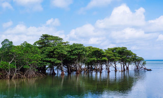 Japans Garten Eden - Die Insel Iriomote
