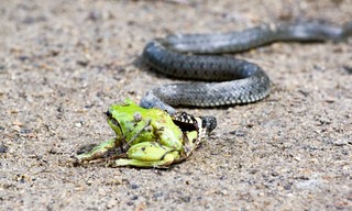 Kamp - Ein Fluss für alle Sinne