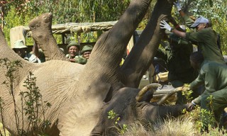 Kenia's wilde dieren