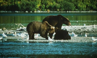 Land of 10,000 Grizzlies