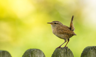 L'écologie en action