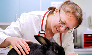 Life at vet university