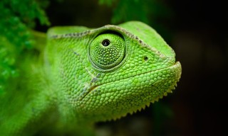 Madagaskar oder der große Karneval der Chamäleons