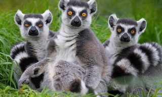 Madagaskar - Tropisches Inselparadies