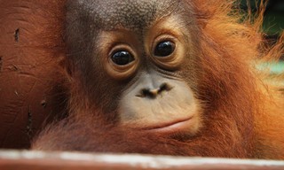 Meet the Orangutans