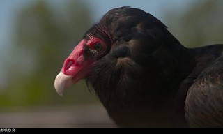 Mysteries van de evolutie