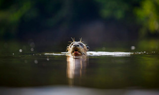 Natuur op 2: Earth's great rivers