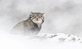 NPO Doc: The velvet queen