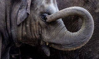 Olifant Worden: de Wezen van Reteti