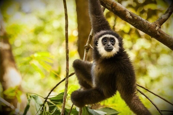Natuur: Een grote apenfamilie