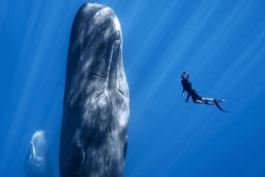 Patrick and the Whale