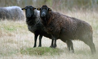 Rügen - Weiße Felsen, grüne Wälder
