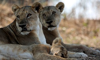 Sambia - Das Reich der Löwen