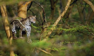 Sambia - Königreich der Leopardin