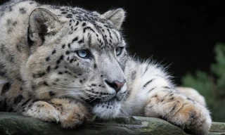 Sneeuwluipaarden met Dan O'Neill