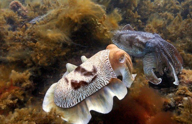 Still uit Spy in the Ocean